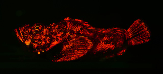Illustration for article titled These new species of biofluorescent fish are beautifully strange